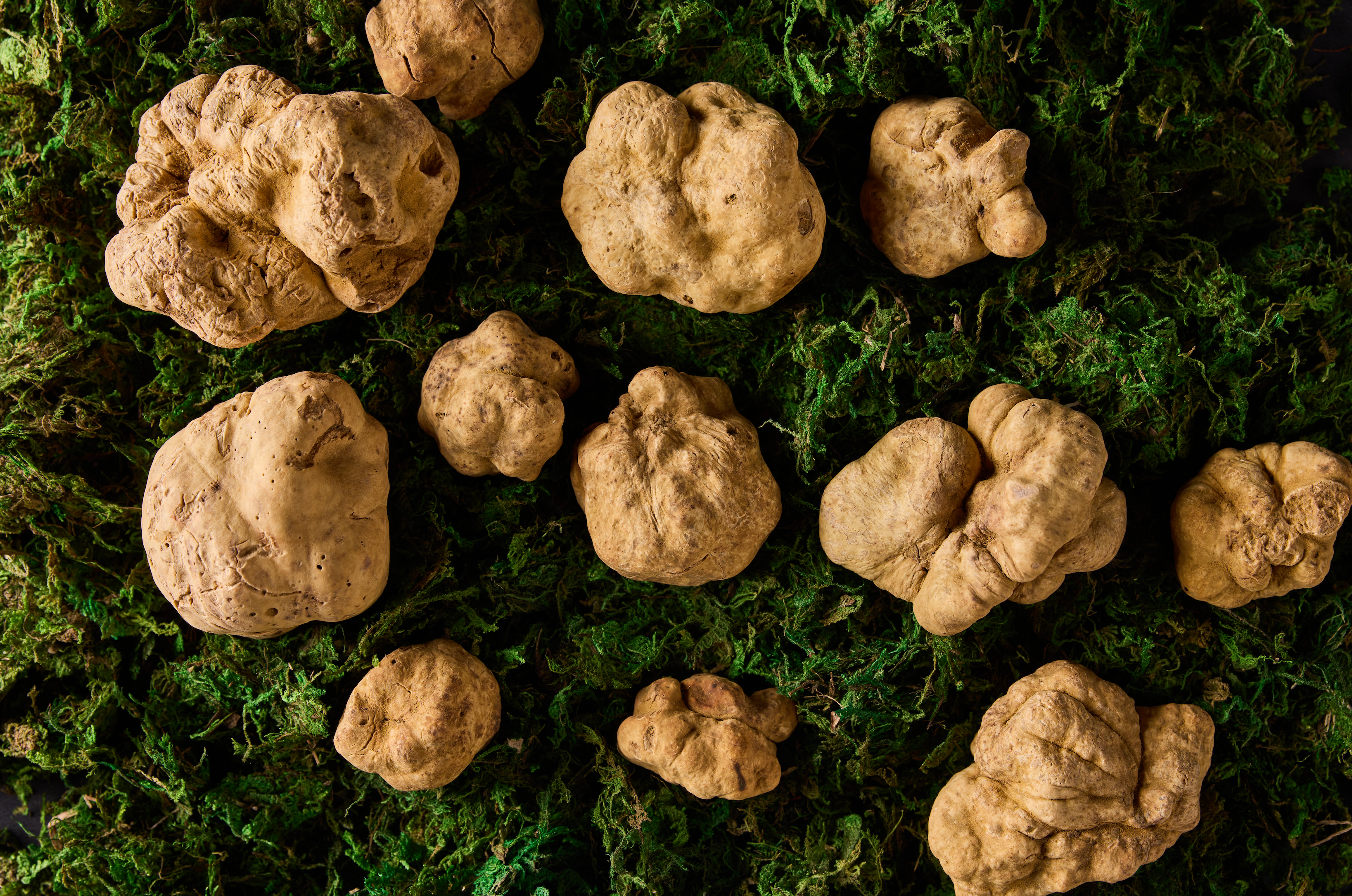 The Magic of White Truffles: Why This Seasonal Luxury Is Worth the Hype