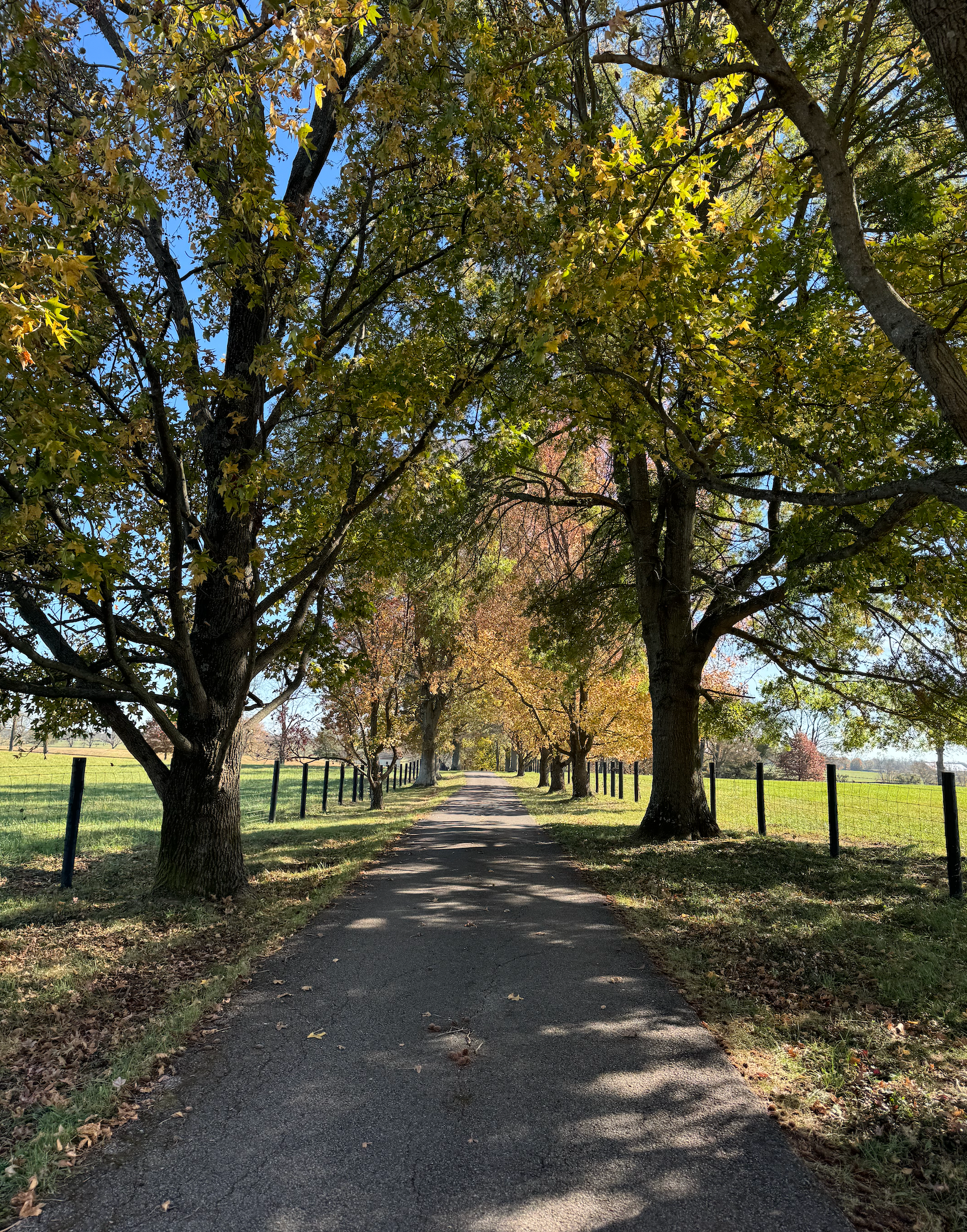 Sustainability at Sabatino