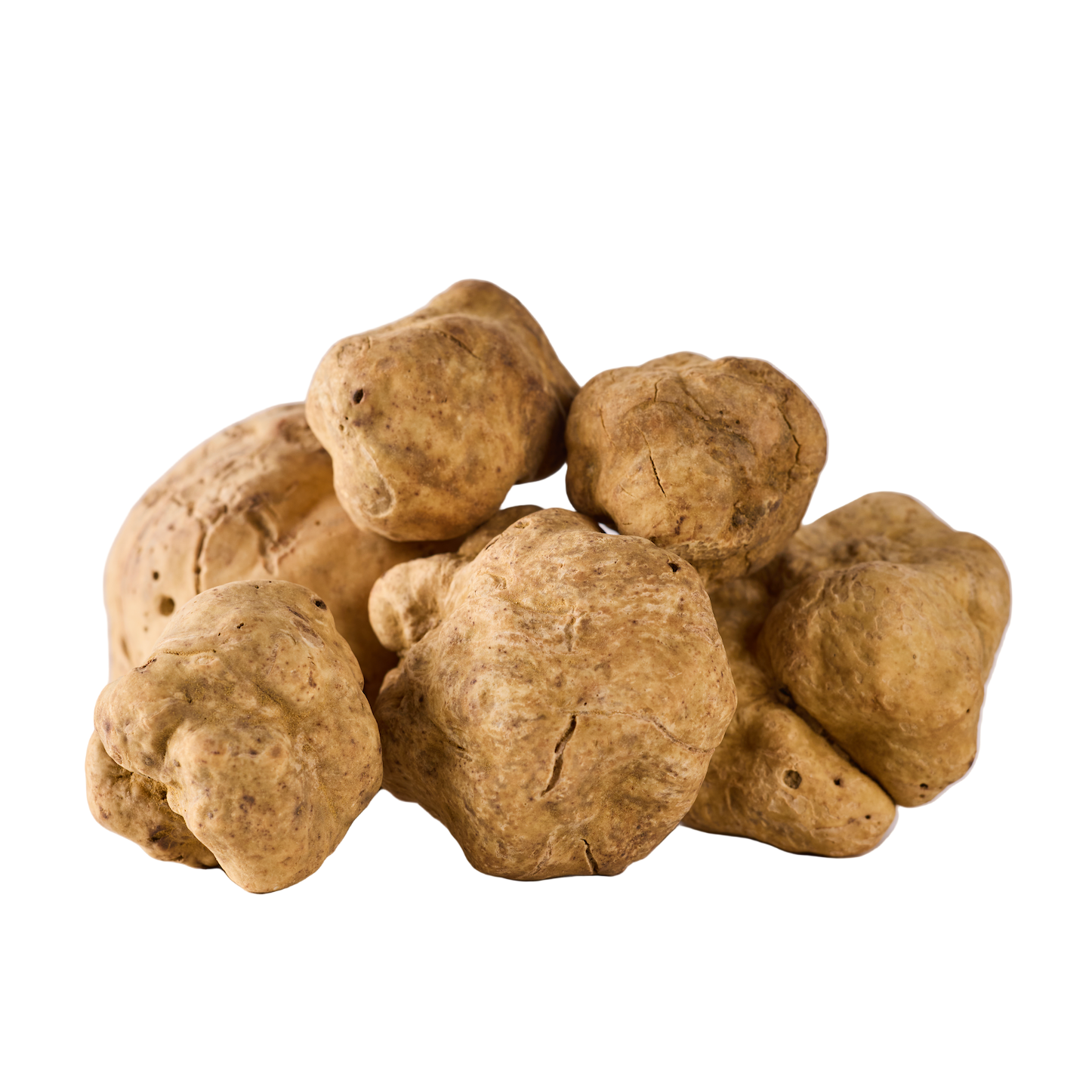 Group of white truffles on a light gray background
