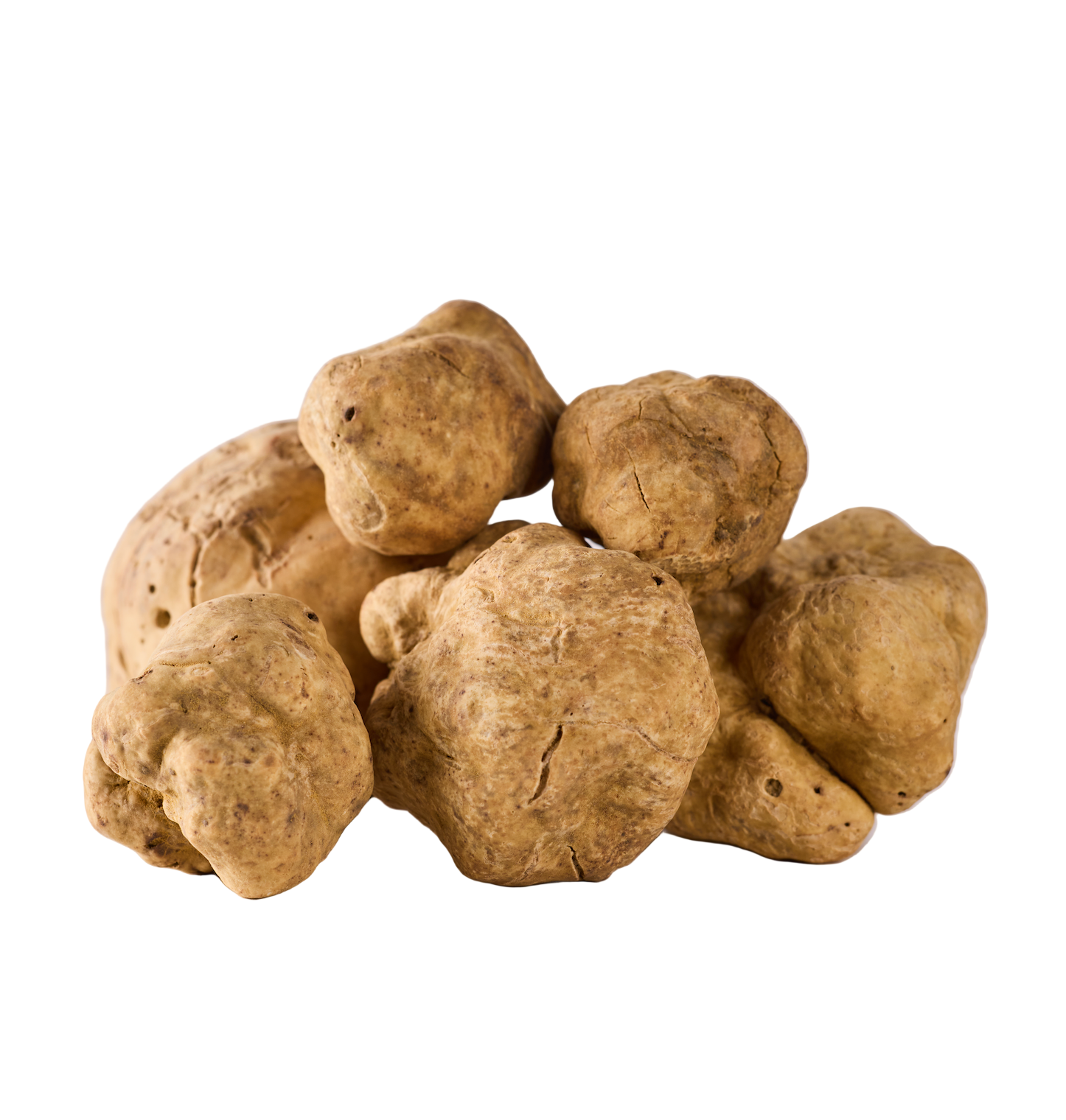 Group of white truffles on a light gray background