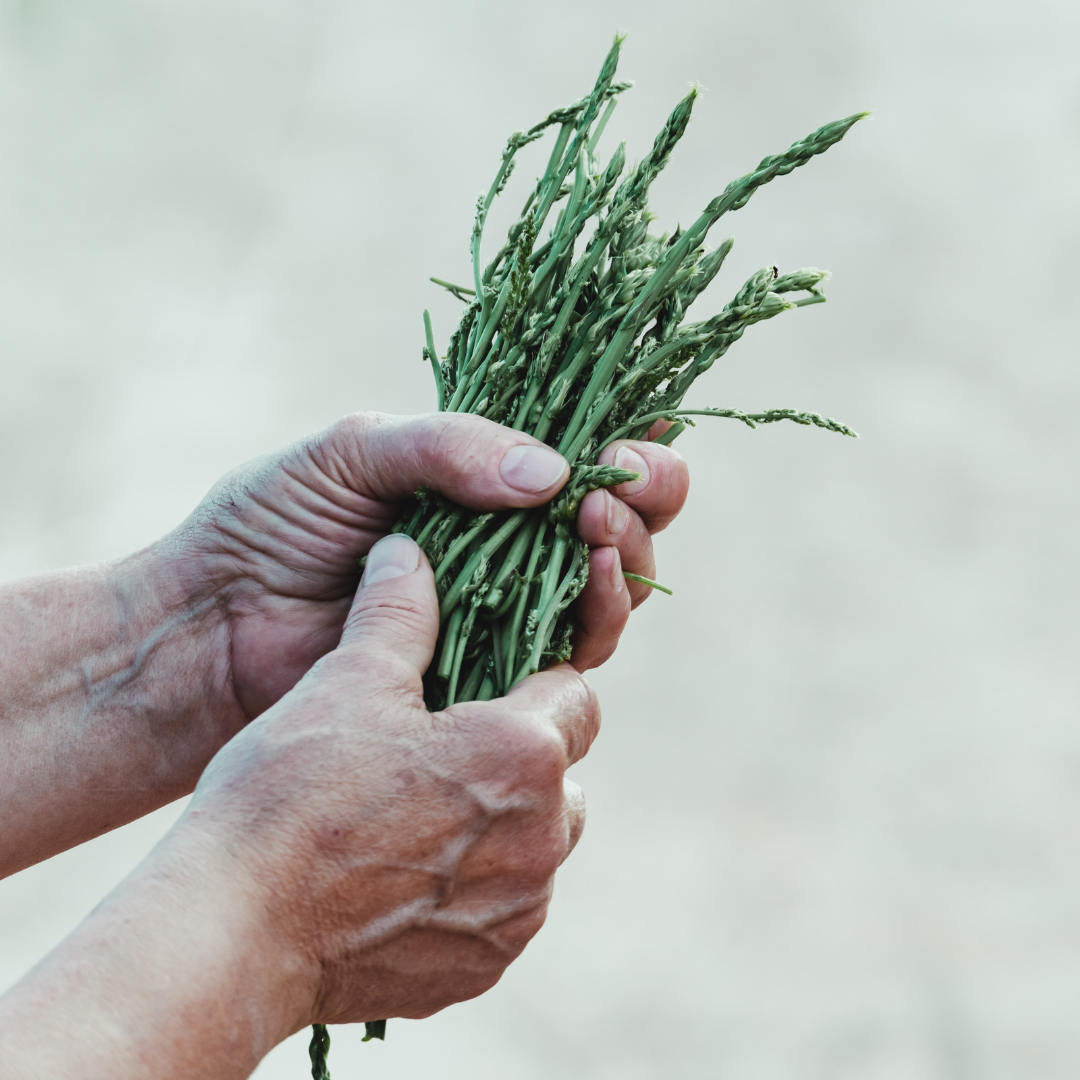Umbria Unearthed: Exploring Truffle and Asparagus Hunting in Italy