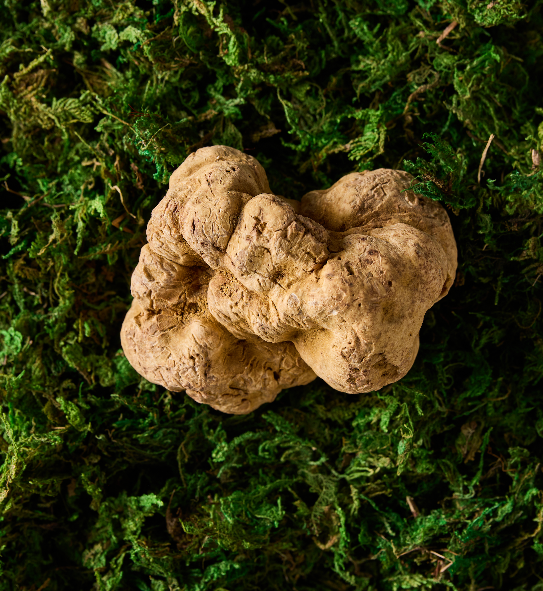 Mastering The Different Truffle Seasons