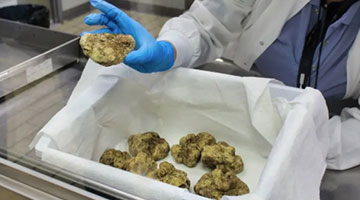 World-Renowned Truffle Company Expanding West Haven Headquarters