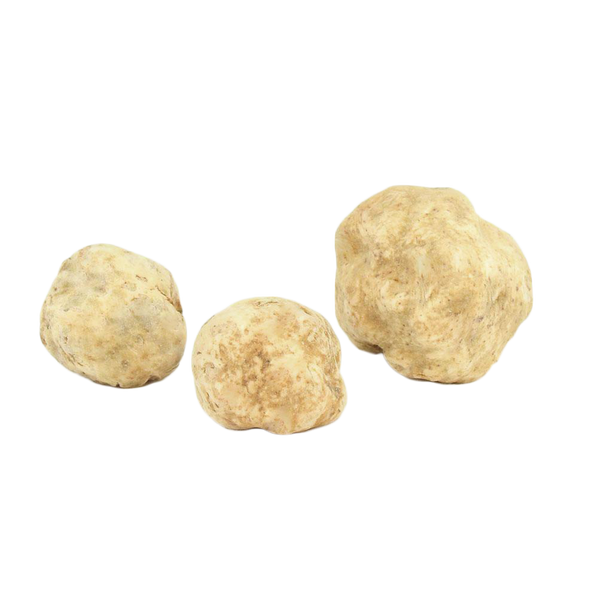 Fresh White Truffles 2 oz (Tuber Magnatum Pico) - Sabatino Truffles