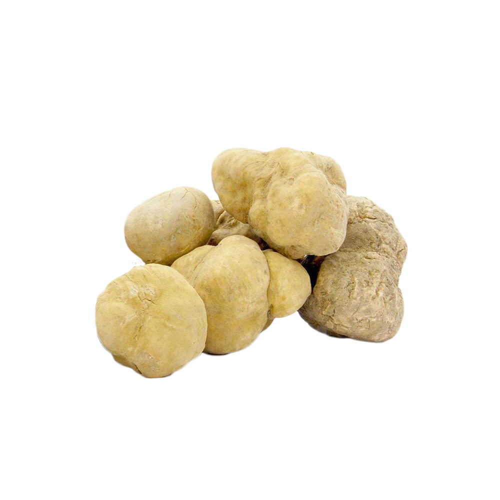 Fresh White Truffles 8 oz (Tuber Magnatum Pico) - Sabatino Truffles