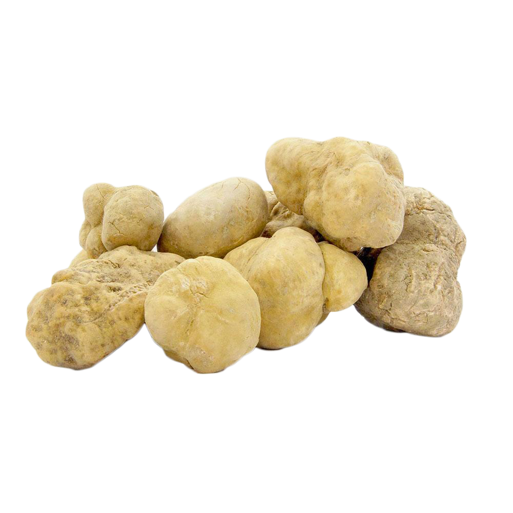 Fresh White Truffles 16 oz (Tuber Magnatum Pico) - Sabatino Truffles